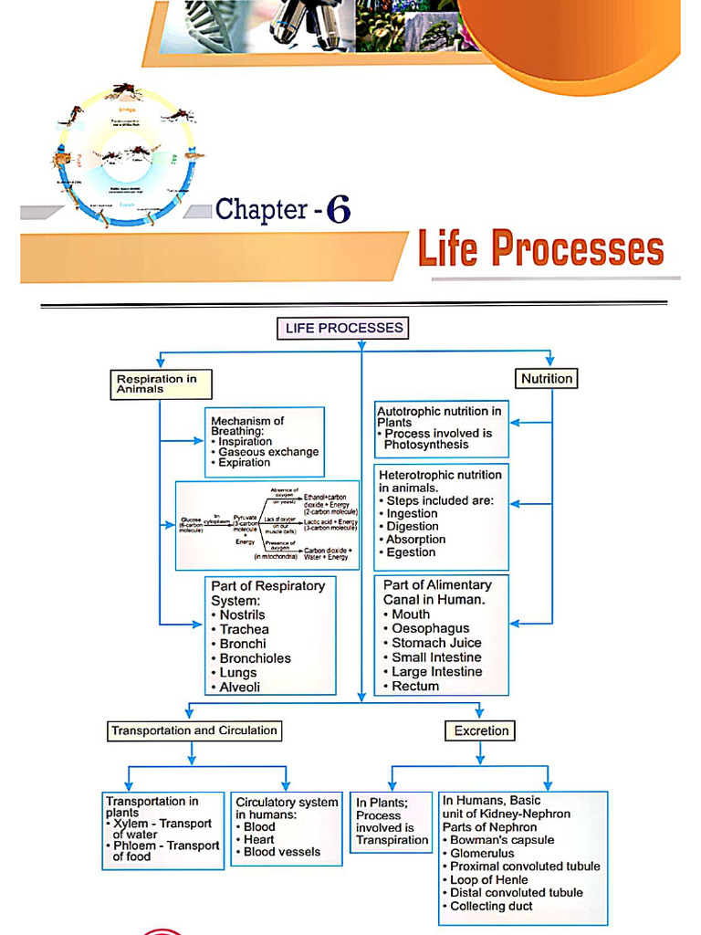 SM Notes of Class X Life Process | PDF