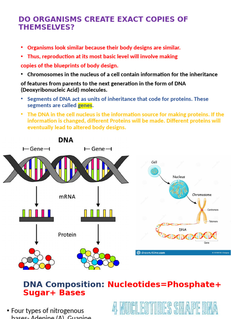 Modes of Organism Reproduction Explained | PDF | Sexual Reproduction ...