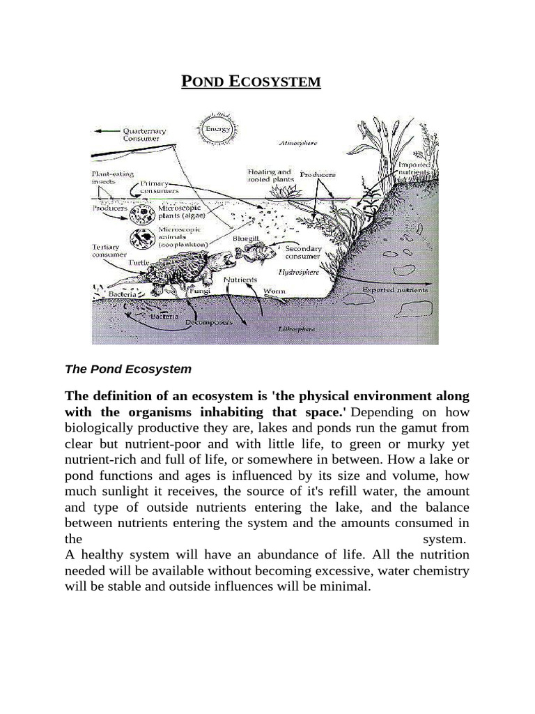 Abiotic Factors in Pond Ecosystems | PDF | Ecosystem | Plankton