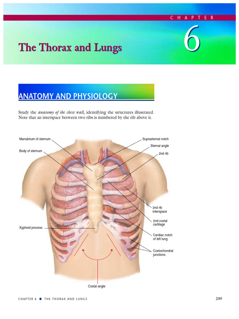 Anatomy of the Thorax and Lungs | PDF | Thorax | Lung