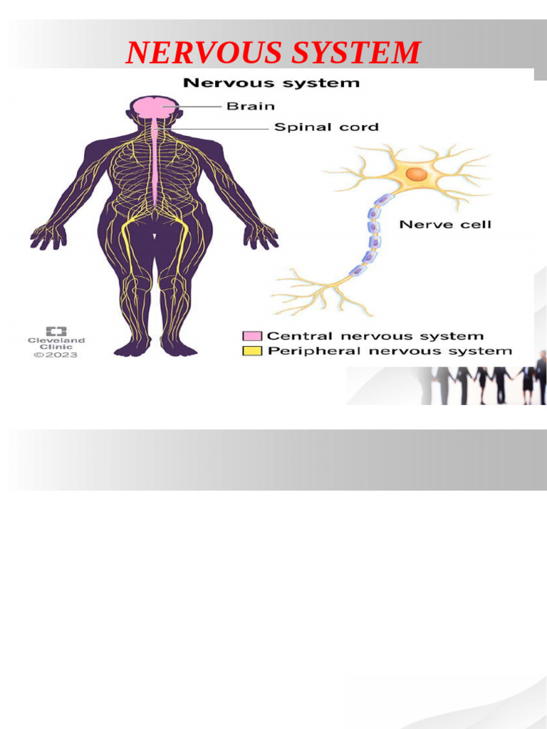 Nervous System | PDF | Spinal Cord | Cerebrum