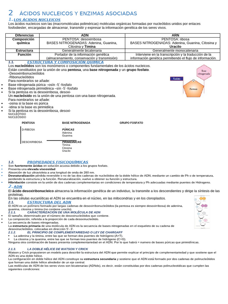 Estructura y Función de Ácidos Nucleicos | PDF | Rna | Traducción ...