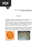 apostila helmintos 2