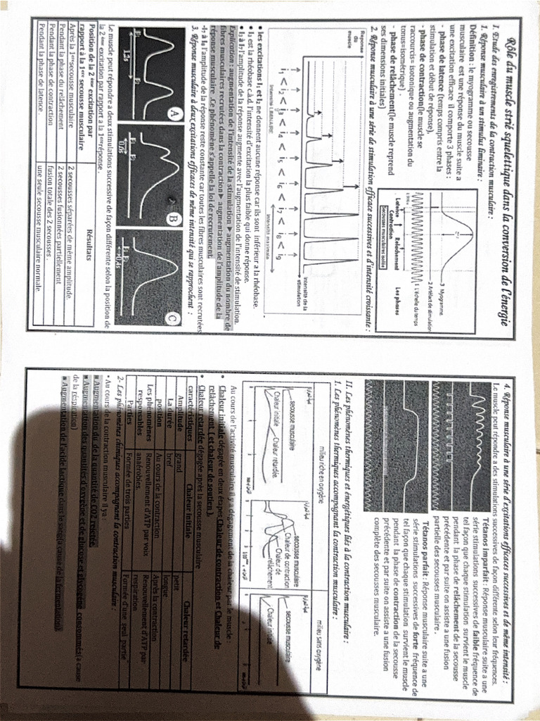 Muscle | PDF