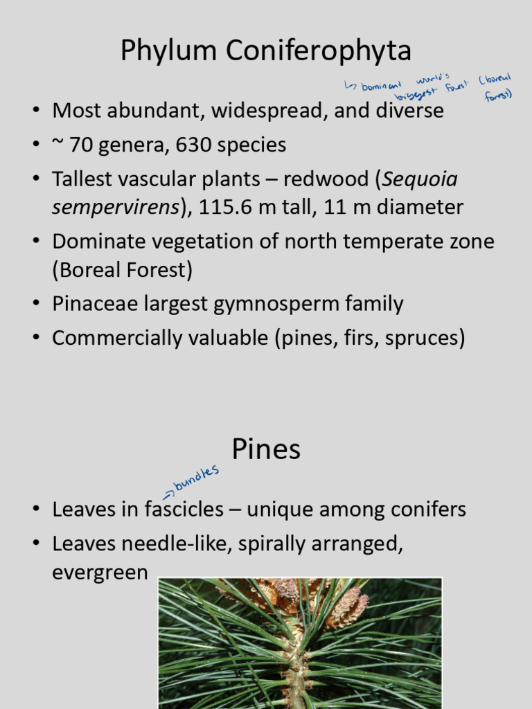 Overview of Phylum Coniferophyta | PDF | Botany | Plants