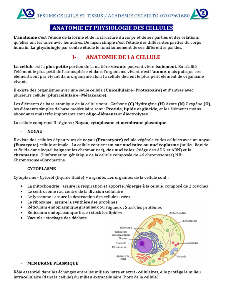 Anatomie et Physiologie des Cellules | PDF | Cellule (Biologie) | Noyau ...