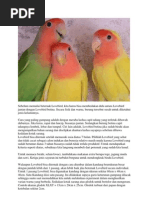 Sebelum Memulai Beternak Lovebird