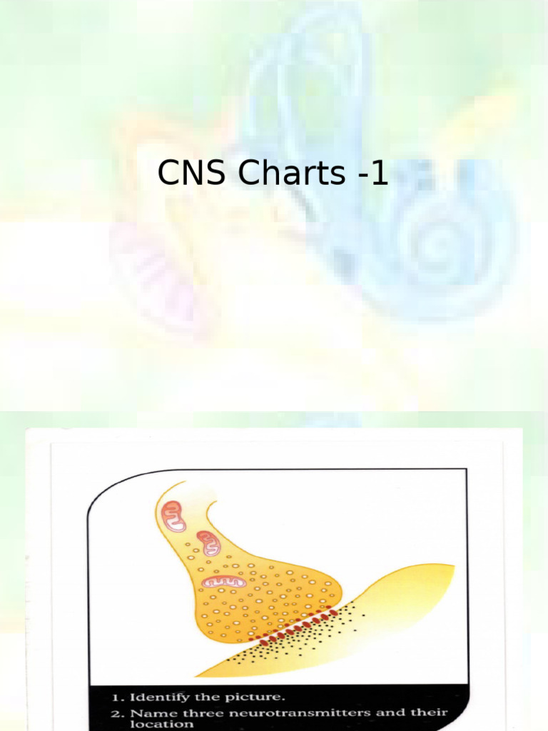 CNS Structure and Function Overview | PDF | Excitatory Postsynaptic ...