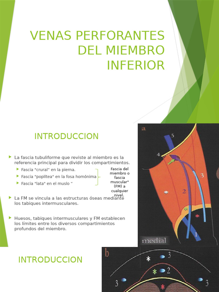 Anatomía de las Venas Perforantes Inferiores | PDF | Vena | Rodilla