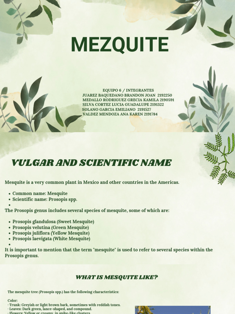 Mesquite Tree: Characteristics & Uses | PDF | Foods | Botany