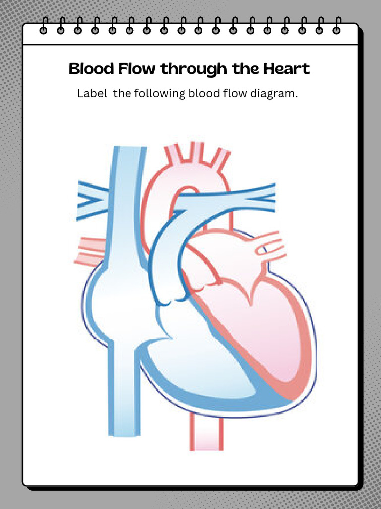 Blood Flow Through The Heart | PDF