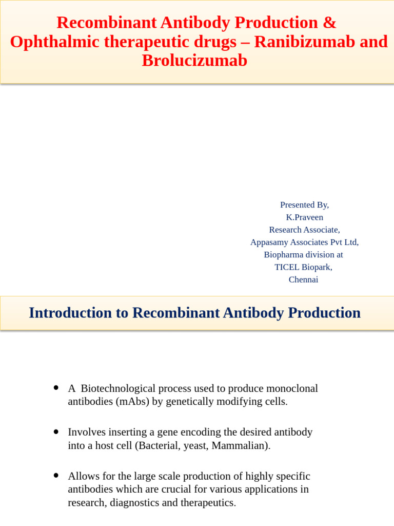 Recombinant Antibody Production Overview | PDF | Recombinant Dna | Antibody
