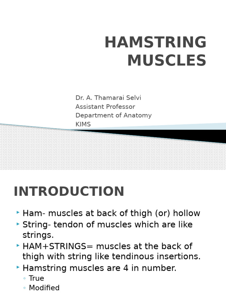 Hamstring Muscles: Anatomy and Function | PDF