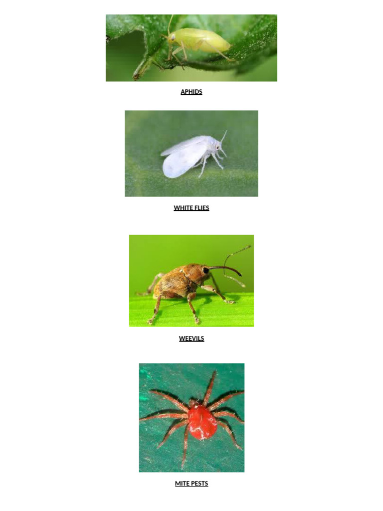 Aphids | PDF