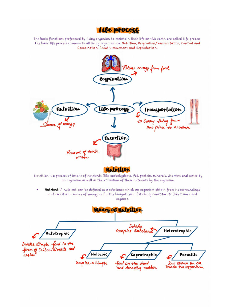 Class X Life Process Notes | PDF