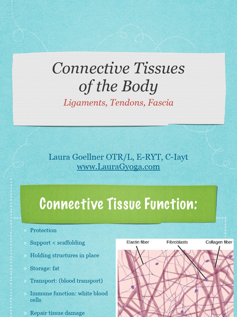 Understanding Connective Tissues | PDF | Connective Tissue ...