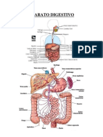 Aparato Digestivo