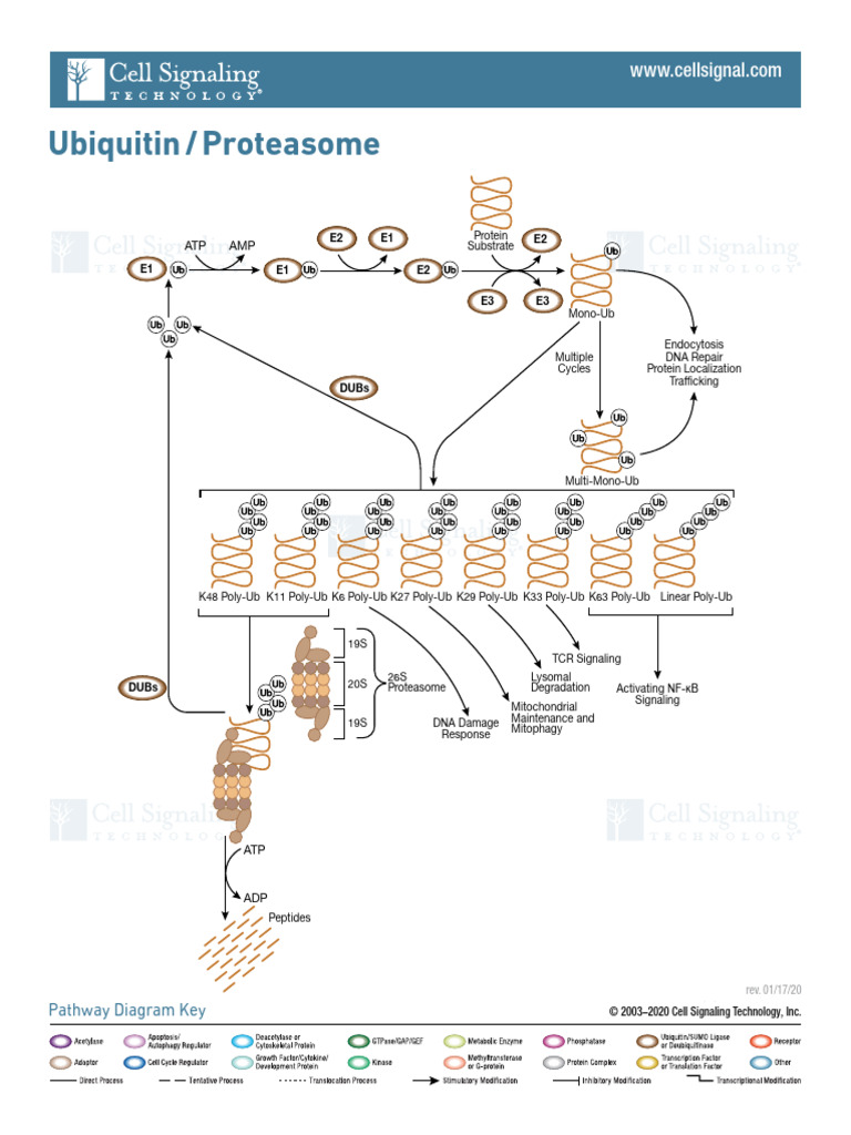 Ubiquitin-Proteasome Pathway Overview | PDF | Ubiquitin | Proteasome