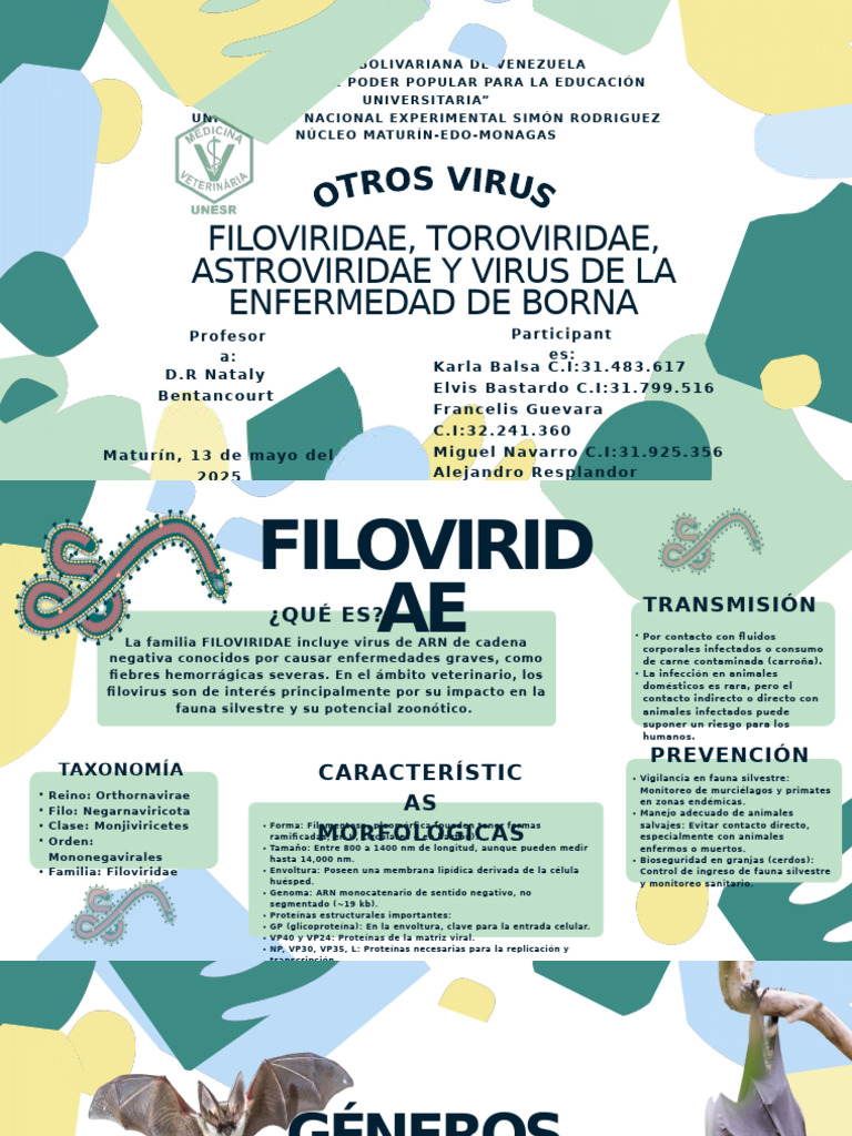 Virus Filoviridae y Toroviridae: Características y Transmisión | PDF ...