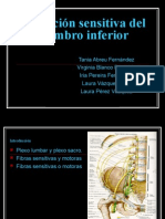 TB-1D-Inervacion Sensitiva Del Miembro Inferior