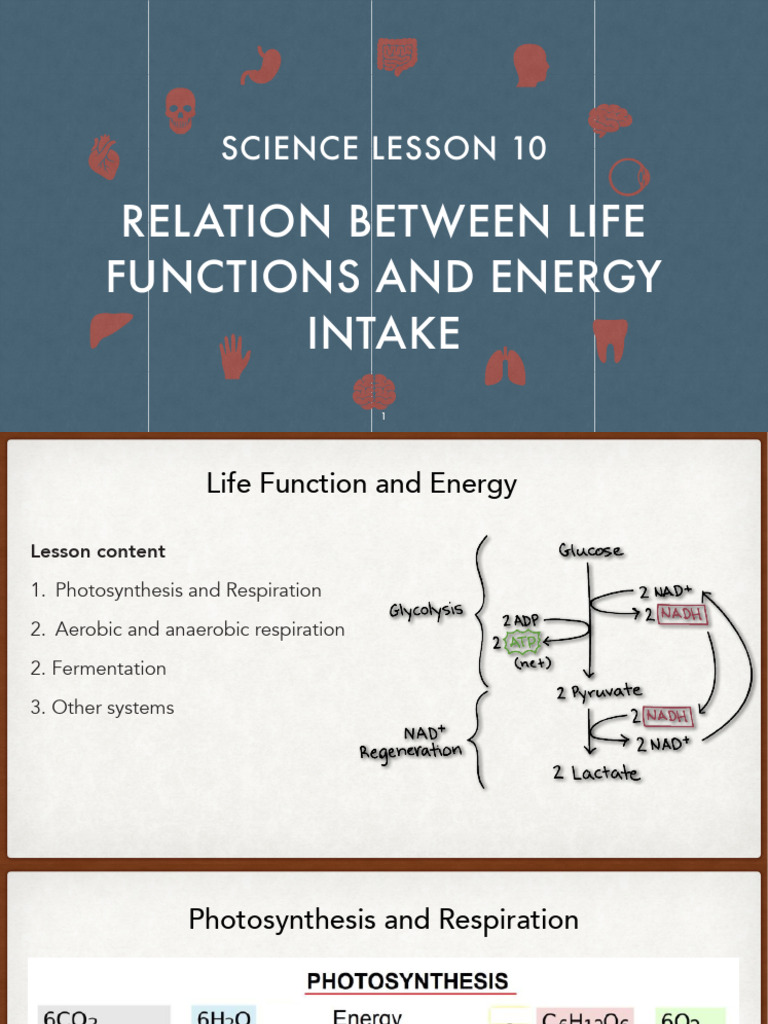 L 10 - Relation Between Life Functions and Energy Intake | PDF ...