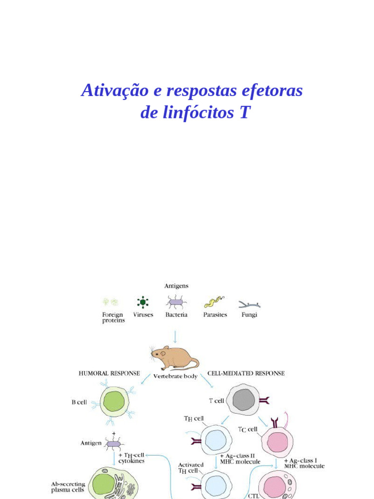 Aula 9 Ativacao e Subpops de LinfT BENOF 2024-2 | PDF | Sistema ...