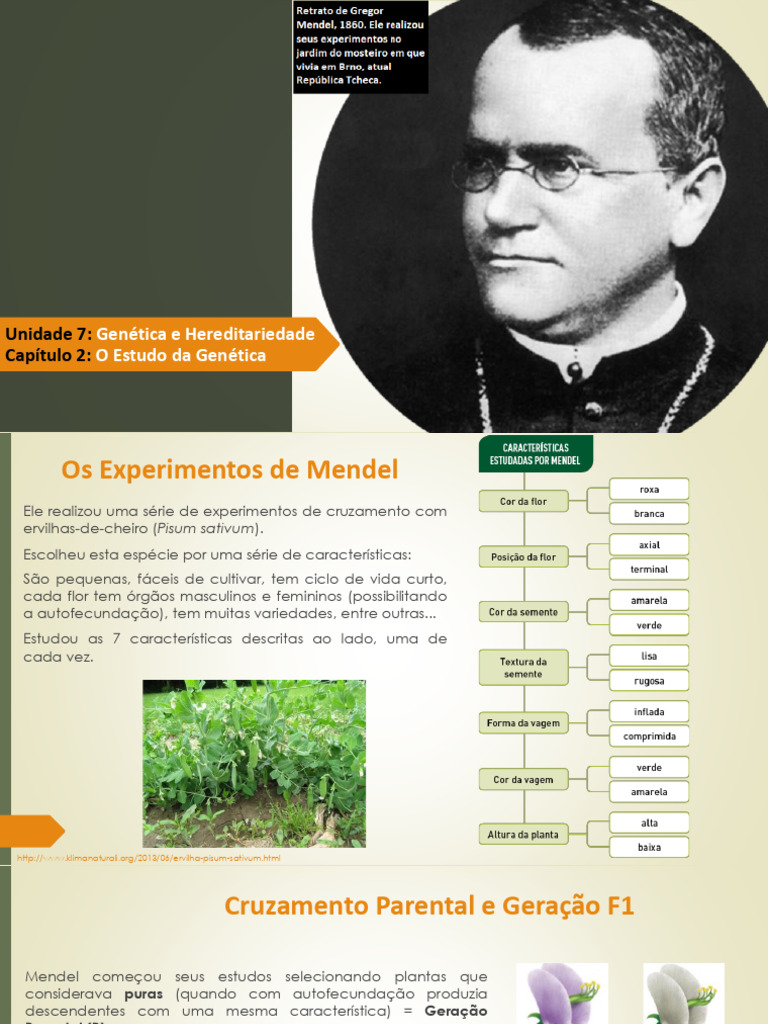 Experimentos de Mendel em Genética | PDF | Alelo | Dominância (genética)