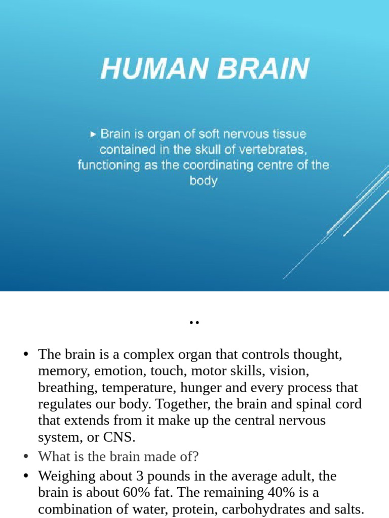 11.the Brain Anatomy | PDF