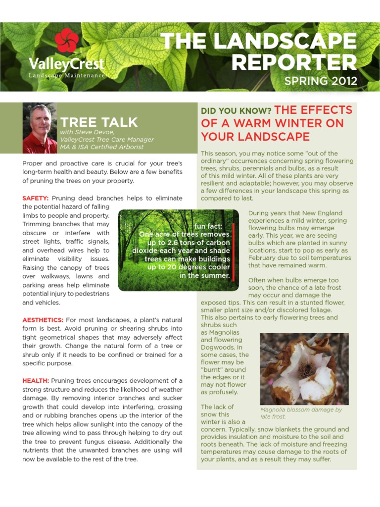 The Landscape Reporter: Tree Talk | PDF | Irrigation | Pruning
