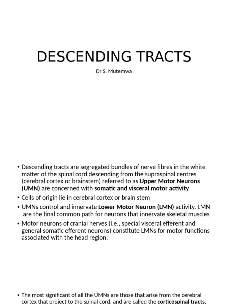 Overview of Descending Motor Tracts | PDF | Spinal Cord | Motor Neuron