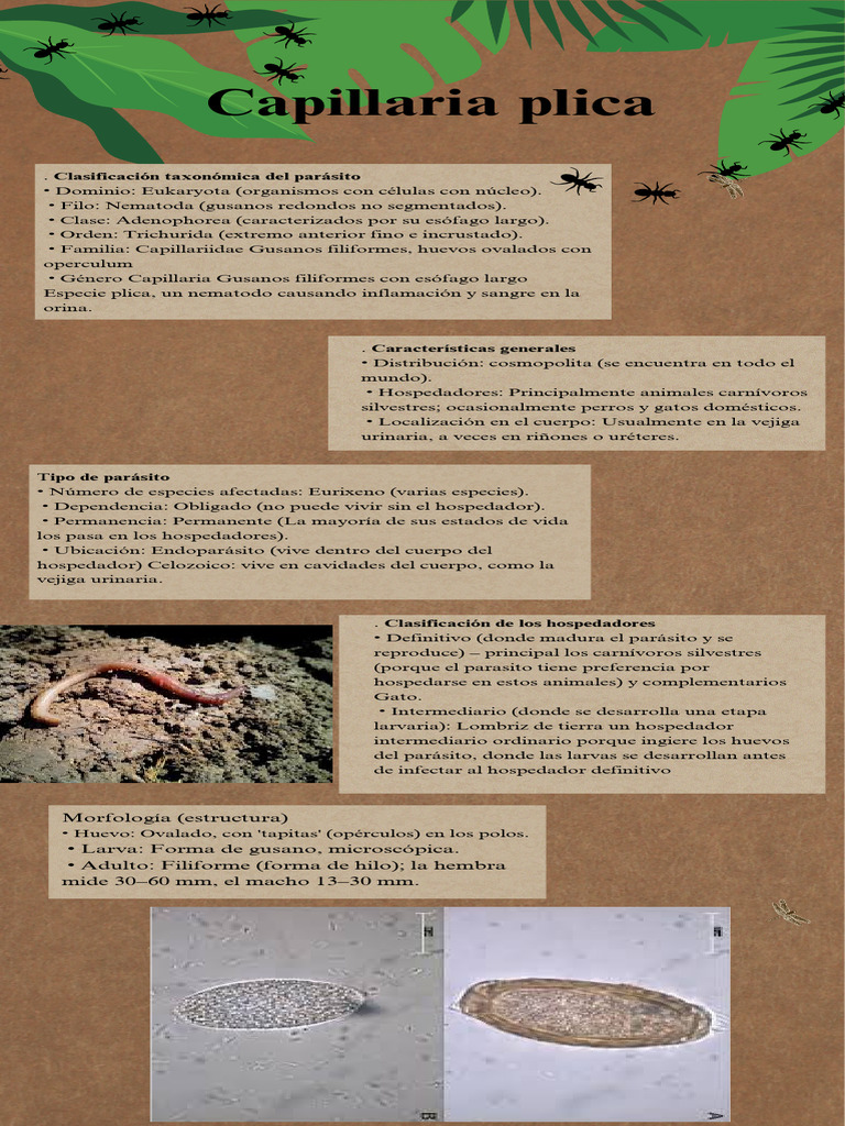Hemtofagos: Capillaria plica y su ciclo | PDF | Biología ...