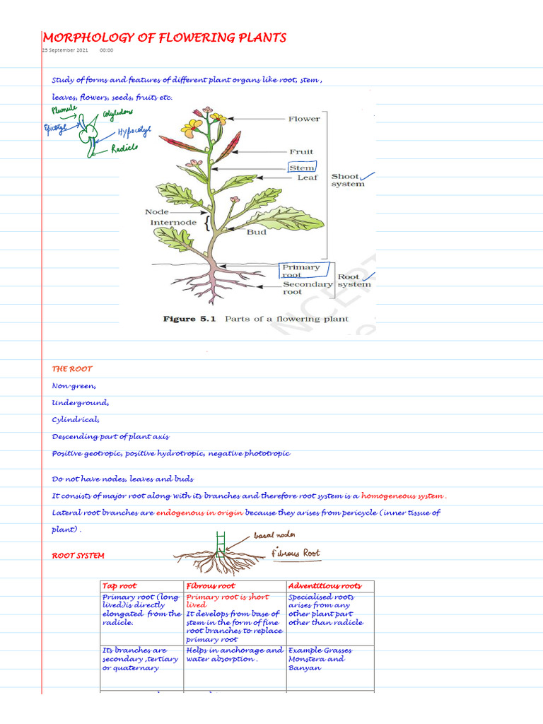 Morphology of Flowering Plants: 25 September 2021 00:00 | PDF | Root ...