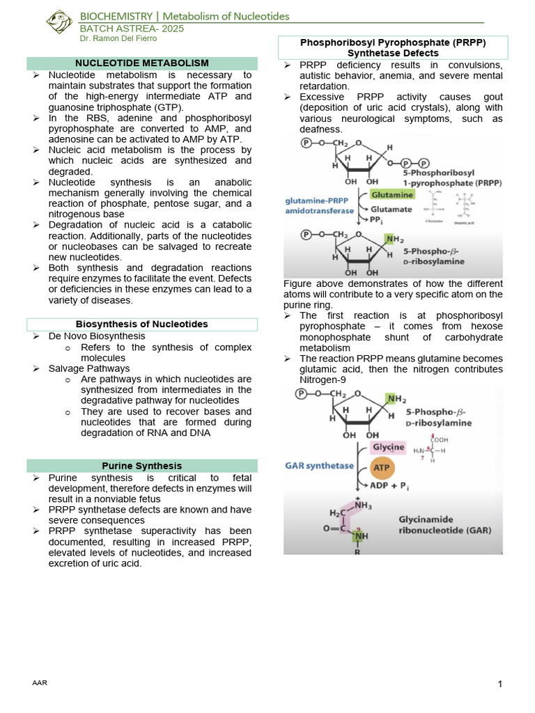 Nucleotide Metabolism Overview and Disorders | PDF | Nucleotides ...