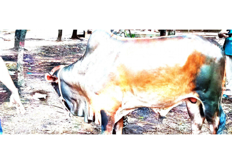 Rendom Cows Photo Bangladesh | PDF