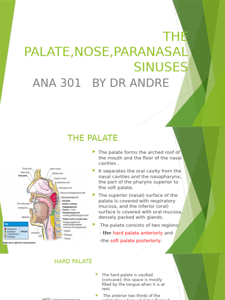 Ana 301 (9) Nose, Paranasal Sinuses | PDF | Human Nose | Primate Anatomy