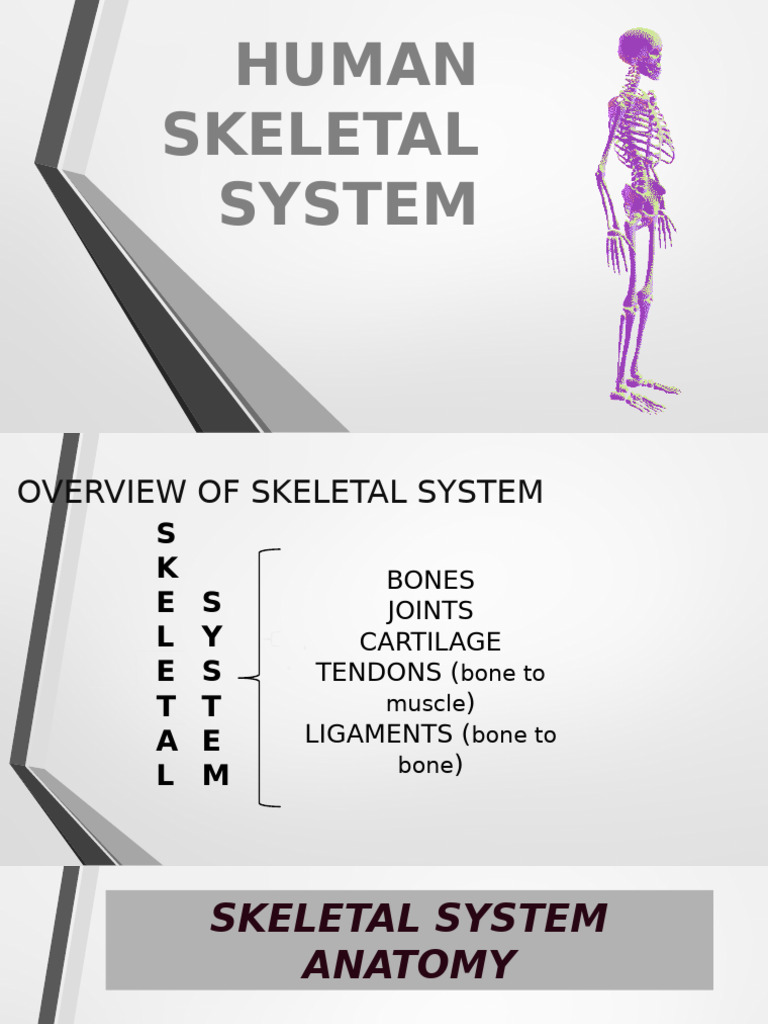Overview of Human Skeletal System | PDF | Vertebral Column | Pelvis