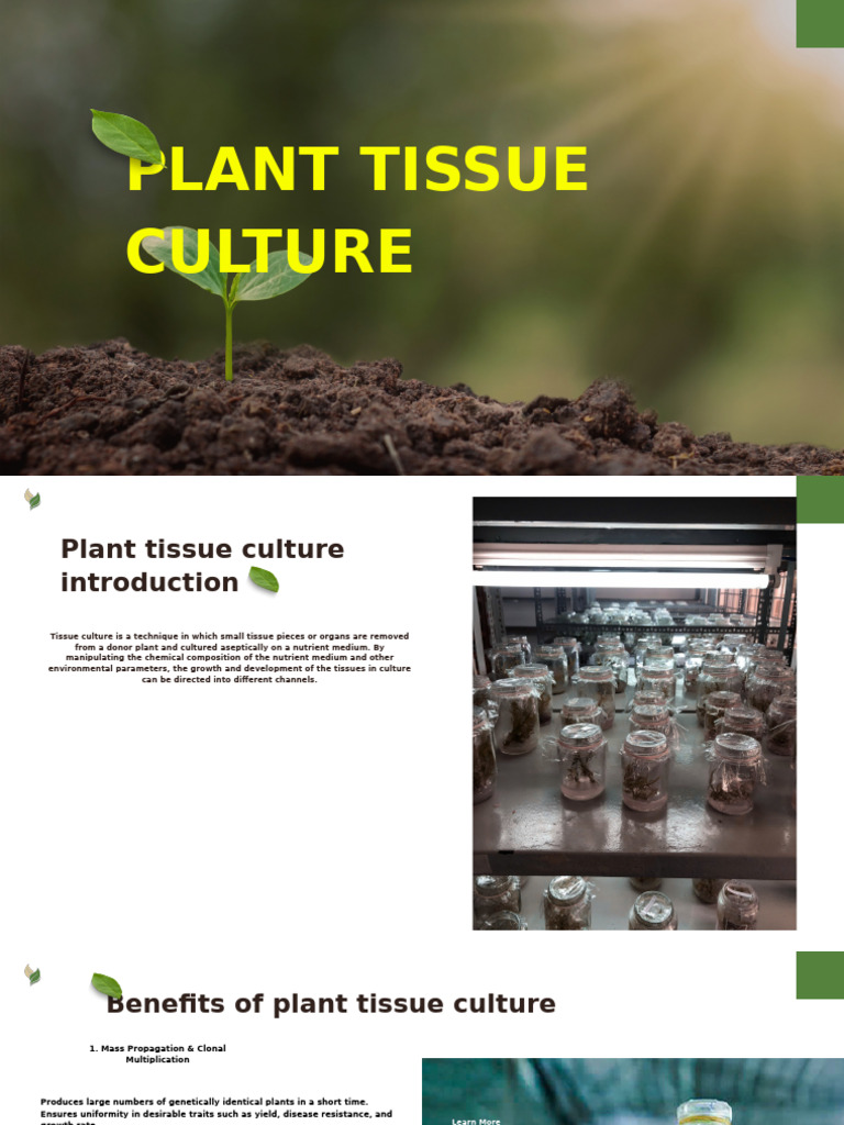Plant Tissue Culture | PDF | Life Sciences | Botany