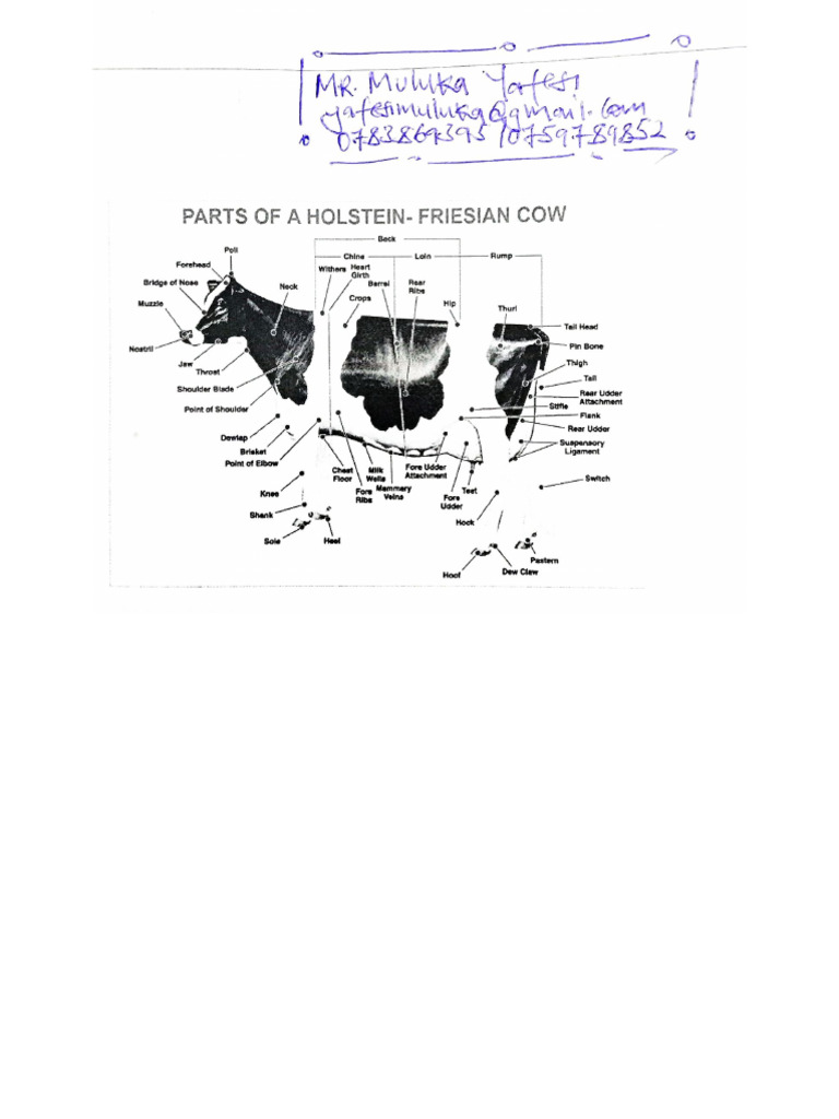Morphology of A Dairy Cow | PDF