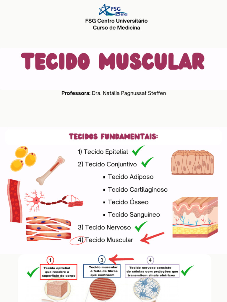 Características do Tecido Muscular | PDF | Junção neuromuscular | Músculo