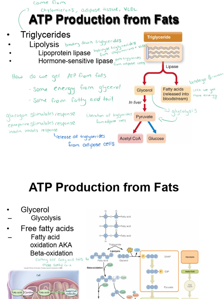 ATP Production from Fat Metabolism | PDF | Metabolism | Adenosine ...