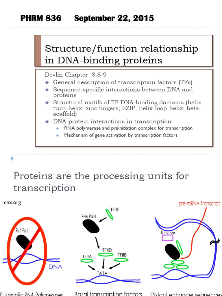 DNA-Binding Proteins and Transcription Factors | PDF | Transcription ...