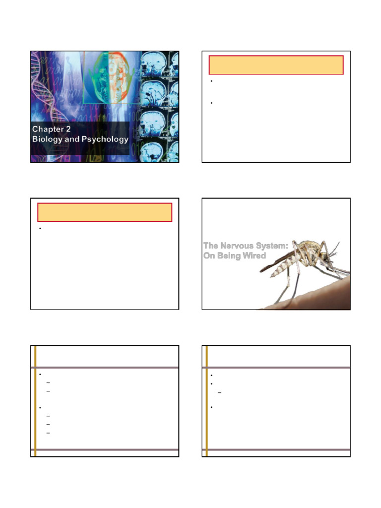 Chapter 2 3rd Ed Lecture Presentation Student | PDF | Cerebrum | Neuron