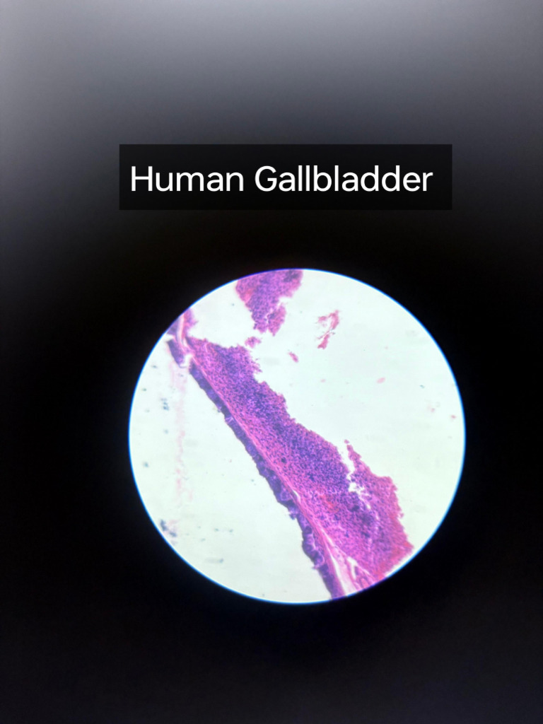 Histology Slides | PDF