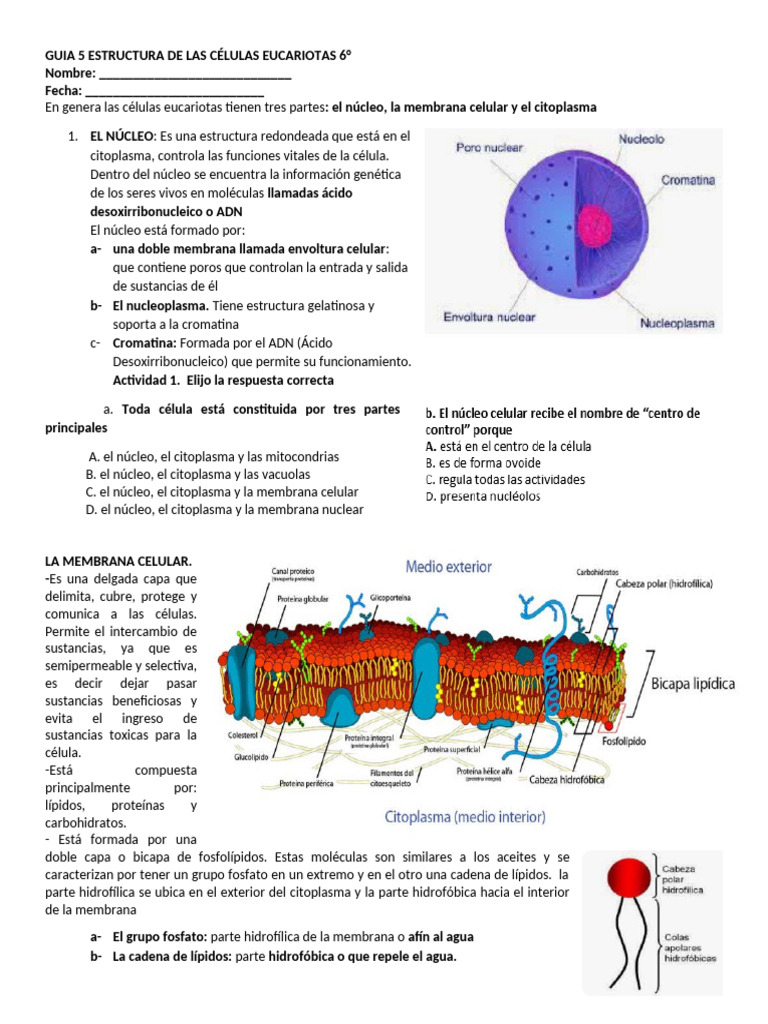 Estructura y Funciones de Células Eucariotas | PDF | Biología Celular ...