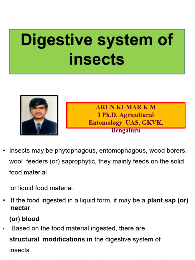 Insect Digestive System Overview | PDF | Digestion | Stomach