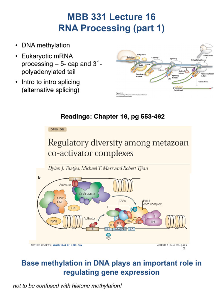 MBB 331 Lecture 16 2025 | PDF | Alternative Splicing | Messenger Rna