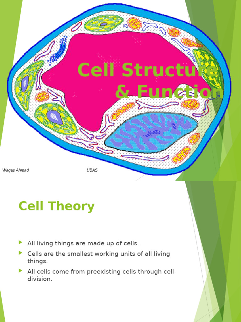 Understanding Cell Structure and Function | PDF | Cell (Biology) | Cell ...
