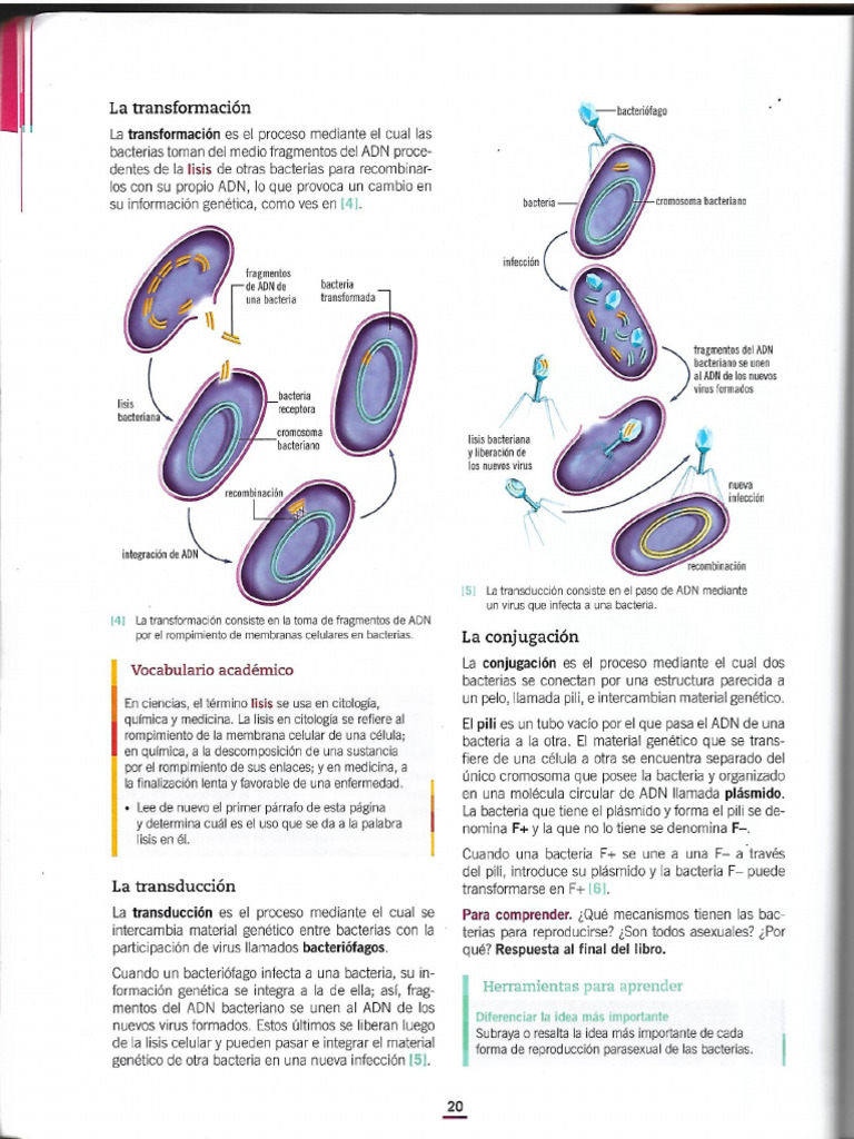 La Transformación-La Transducción | PDF