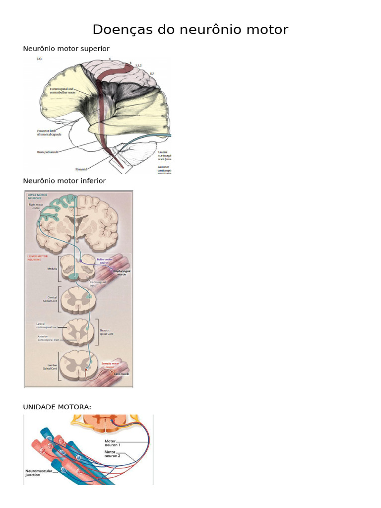 Doenças Do Neurônio Motor | PDF | Neurônio motor | Doenças e distúrbios