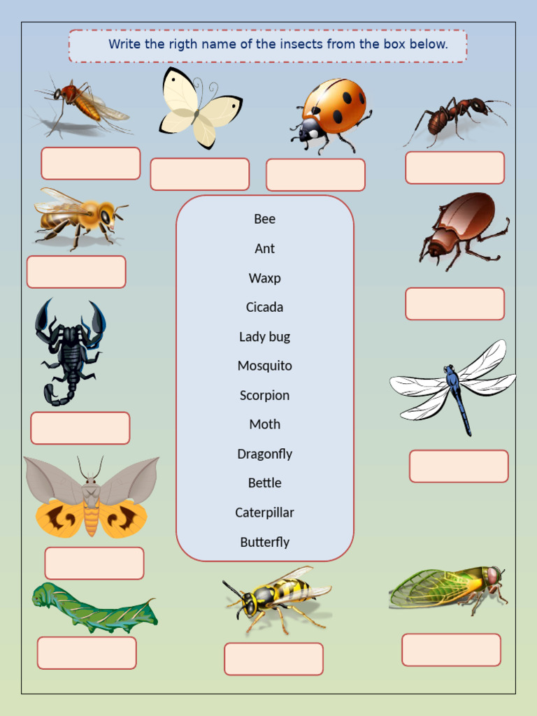 Insects 19964 | PDF